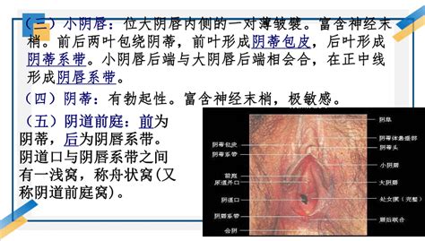 女生生殖器